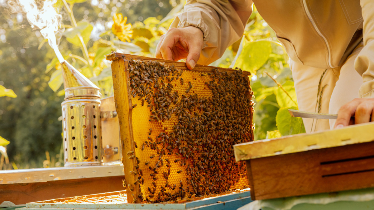 beekeeping 101 اسید فرمیک
