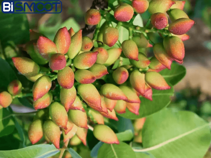 20260930 191829 0000 خرید کودهای پتاسیمی