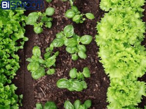 بهترین کود برای سبزیجات
