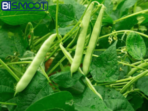 بهترین کود برای باردهی لوبیا