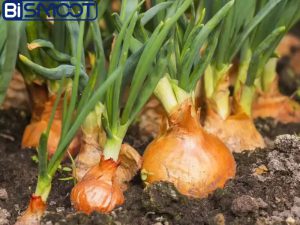 بهترین کود برای درشتی پیاز