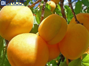 بهترین کود برای درخت زردآلو