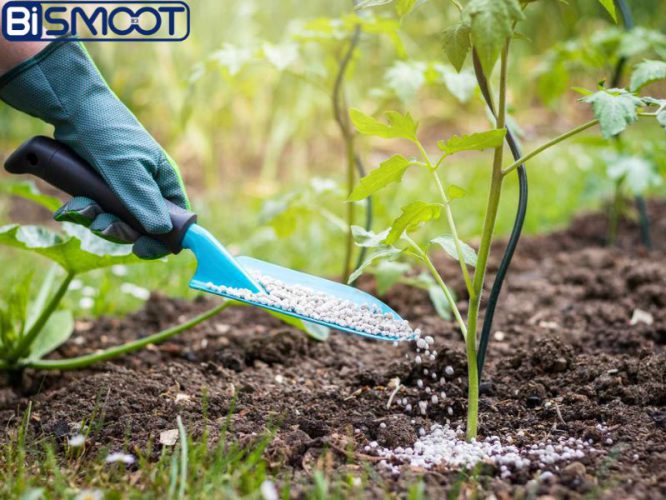 کودهای مناسب برای درخت انار