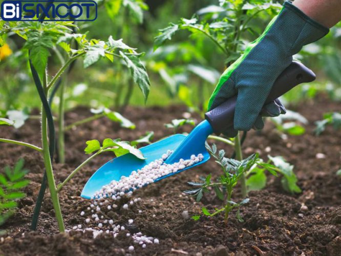 بهترین کود برای درختان در زمستان