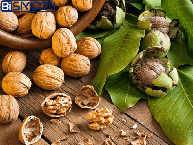 بهترین کود برای درخت گردو