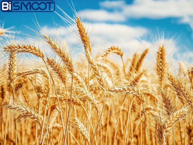 بهترین کود برای گندم