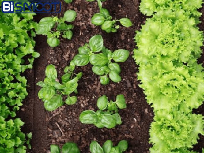 بهترین کود برای سبزیجات