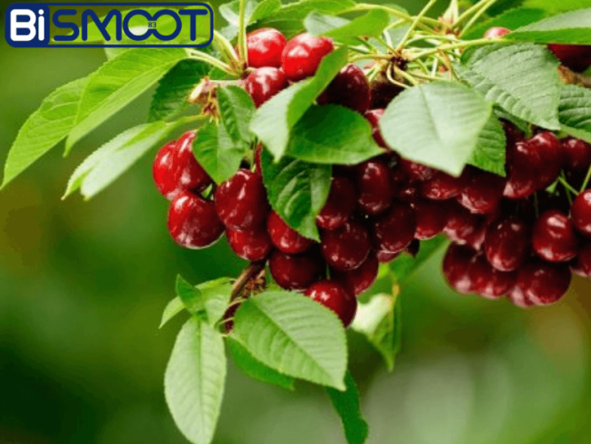 بهترین کود برای گیلاس