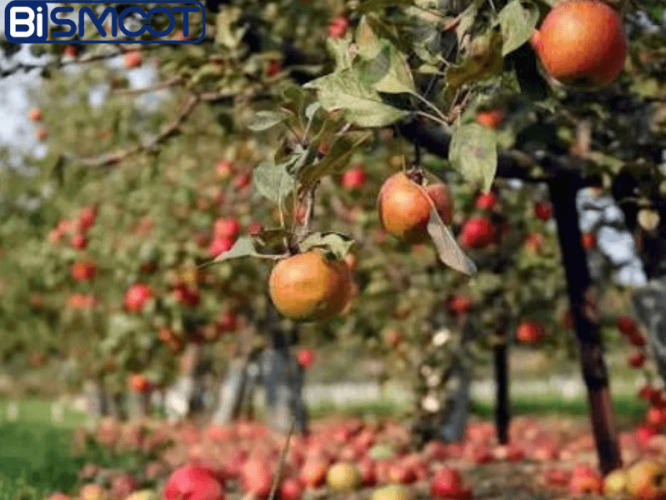 بهترین کود برای جلوگیری از ریزش میوه