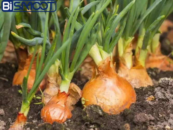 بهترین کود برای درشتی پیاز