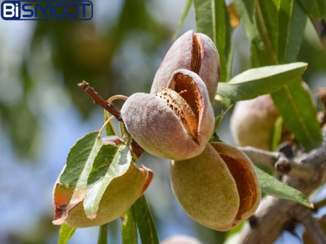 بهترین کودها برای درخت بادام